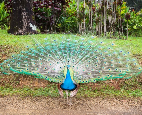 polyad peacock