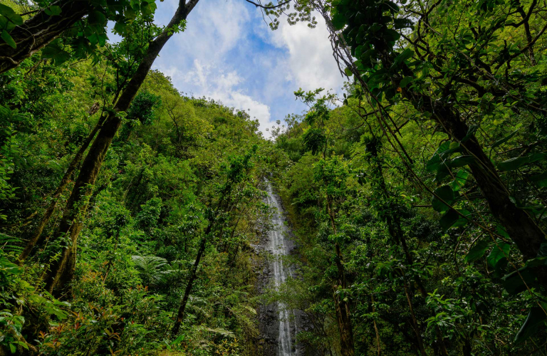 breathtaking views of manoa falls on oahu hawaii
