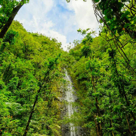 breathtaking views of manoa falls on oahu hawaii product images
