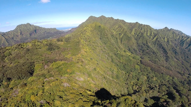 explore a lush native rainforest oahu hawaii