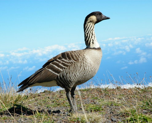 the hawaii state bird nene the worlds rarest goose